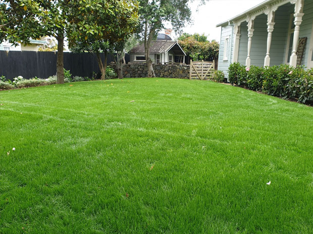 hydroseeding-after